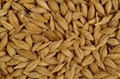 Barley 1