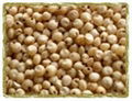 Sorghum