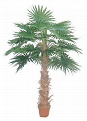 Fan Palms