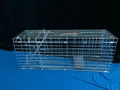 Collapsible Galvanized Cat Squirrel Raccoon Trap Cage 2