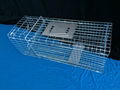 Collapsible Galvanized Cat Squirrel Raccoon Trap Cage