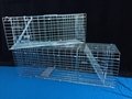 Collapsible Galvanized Cat Squirrel Raccoon Trap Cage