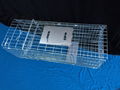 Collapsible Galvanized Cat Squirrel Raccoon Trap Cage