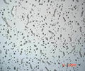 mineral fiber ceilings by sinoceiling.com