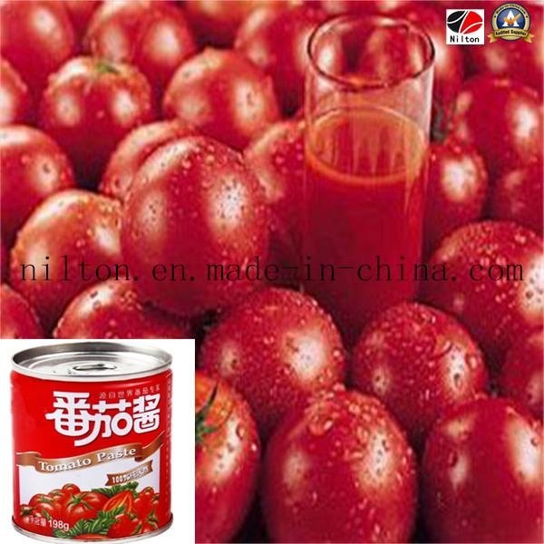 Chinese Delicious Tomato Paste Ketchup in Low Price 4