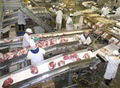 Food Grade Conveyor Belts