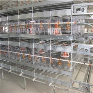 Poultry broiler cages with auto feeding system