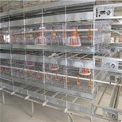 Poultry broiler cages with auto feeding system
