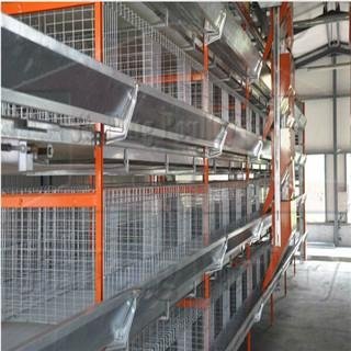 Poultry broiler cages with auto feeding system 2
