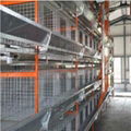 Poultry broiler cages with auto feeding system 2