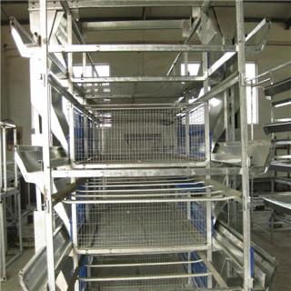 Poultry broiler cages with auto feeding system 3