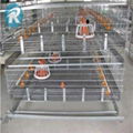 Poultry broiler cages with auto feeding system 4