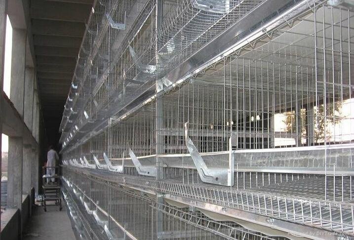 Chicken layer cage for poultry rearing farm