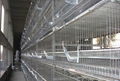 Chicken layer cage for poultry rearing