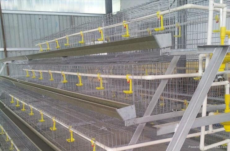 Chicken layer cage for poultry rearing farm 2