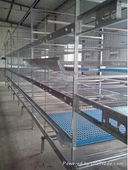 Pullet rearing cage in chicken farm