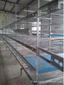 Pullet rearing cage in chicken farm 1