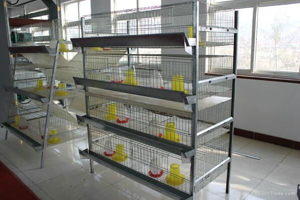 Pullet rearing cage in chicken farm 2