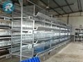 Pullet rearing cage in chicken farm 3