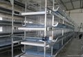 Pullet rearing cage in chicken farm 4