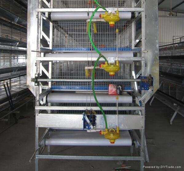 Pullet rearing cage in chicken farm 5