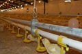 PP Nipple drinker for broilers and pullet chicken 1