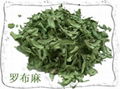 羅布麻提取物 15%總黃酮