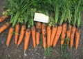 Fresh Carrot from China 1