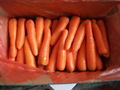 Fresh Carrot from China 4