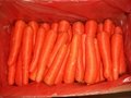 Fresh Carrot from China 3