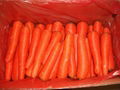 Fresh Carrot from China 5