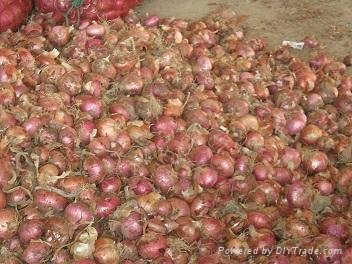 High Quality Onion from China