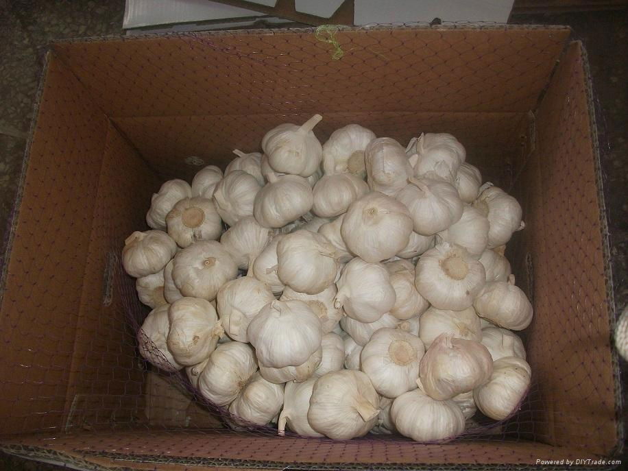 Garlic 4