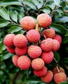 Canned Lychees 4