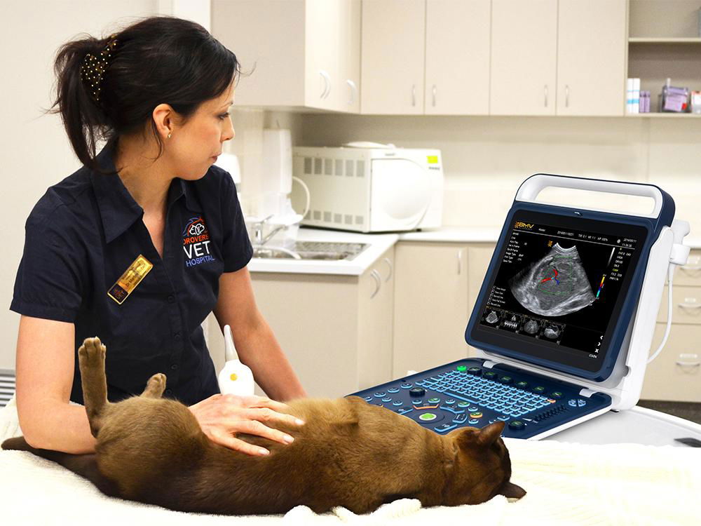 15 inch high resolution BPU60 Doppler vet smart ultrasound machine for equine