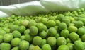 IQF Frozen Green Peas 1