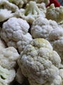 Frozen Cluster Cauliflower