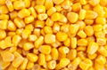 Frozen Sweet Corn 1