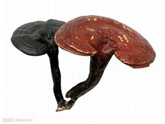 Reishi Mushroom P.E