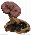   Reishi Mushroom P.E 4