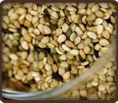 Sesame Seeds