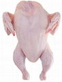 HALAL FROZEN WHOLE CHICKEN 2