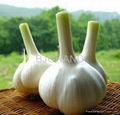  High Quality Garlic Oil 5