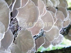 Coriolus Versicolor Extract