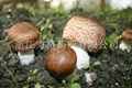 Agaricus Blazei Extract