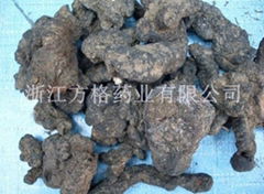 Polyporus Umbellatus Extract 