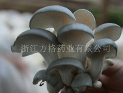 Pleurotus Ostreatus Extract 