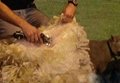 Animal shears electric animal shear 5