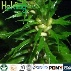 Huperzia Serrata Extract Huperzine a 1%, 5%, 98%