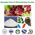 Giant Knotweed Extract Resveratrol 5